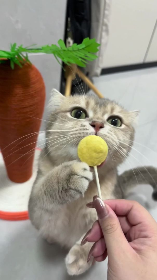 Lollipop kitten