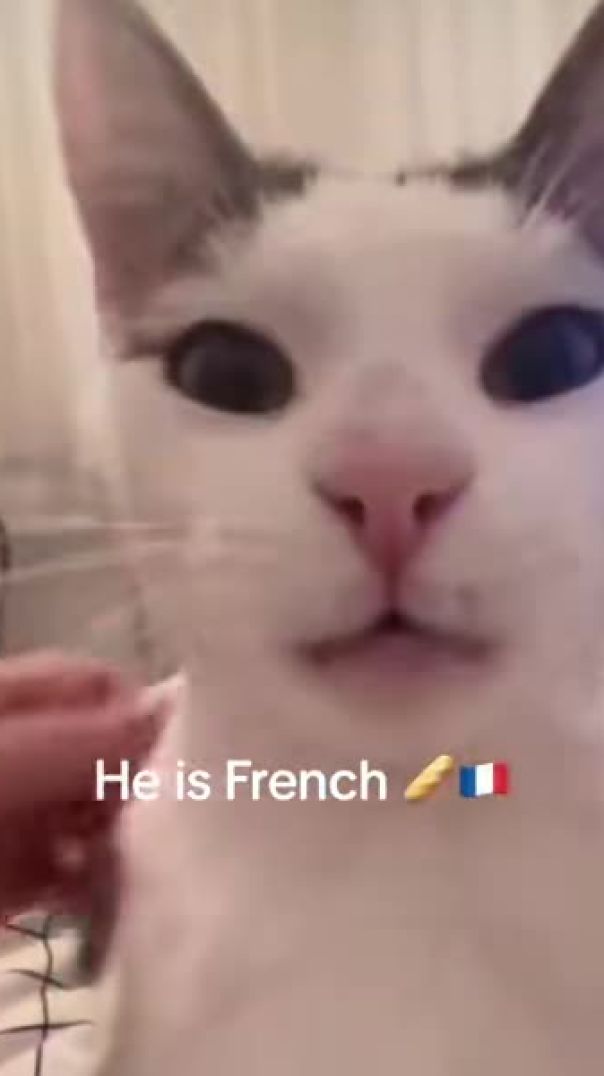 French cat