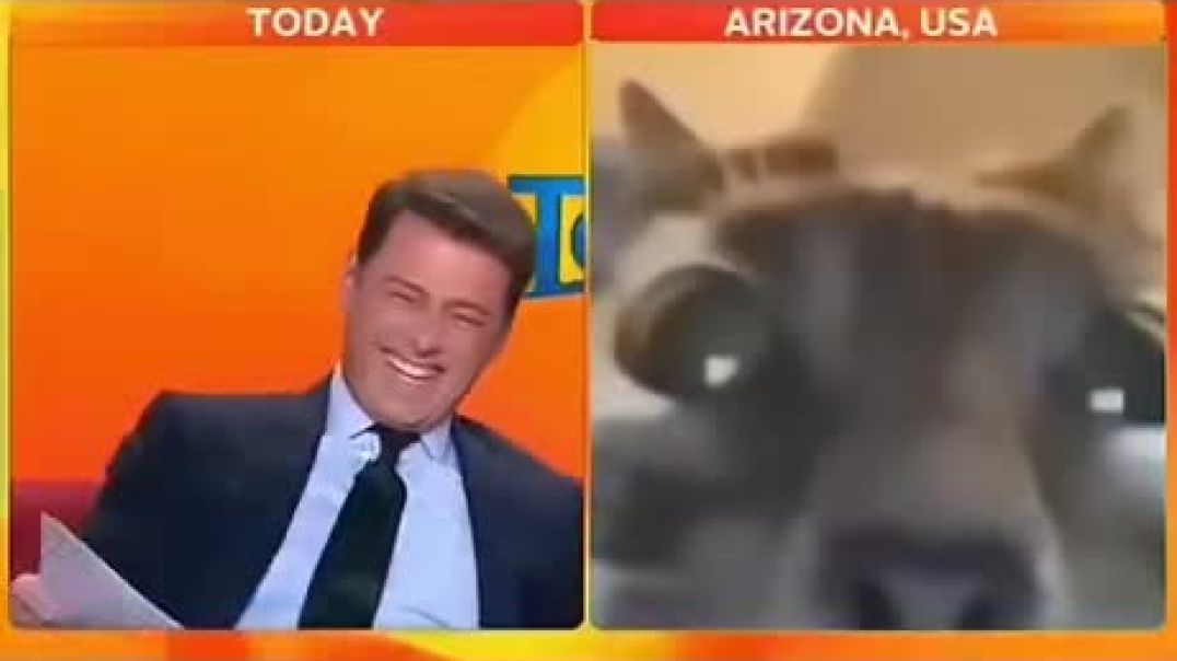 Cats in the news