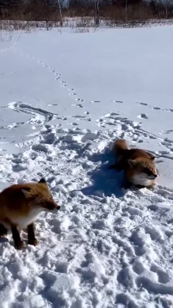 Foxes in the snow