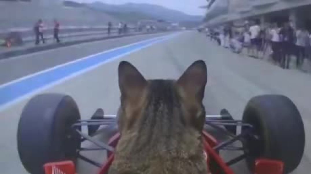 ⁣Cat on the racing tracks