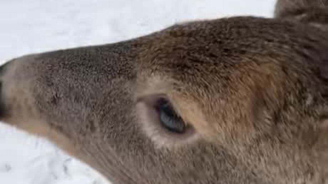 Deer likes scratches